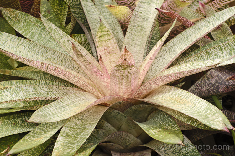 Vriesea 'Pink Nova', a Vriesea hybrid with particularly boldly marked variegated foliage. Its leaves are up to 50cm long. It is sometimes listed as a cultivar of Vriesea gigantea. vriesea-2928htm'>Vriesea.