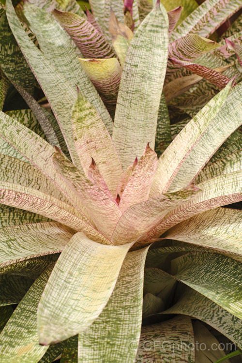 Vriesea 'Pink Nova', a Vriesea hybrid with particularly boldly marked variegated foliage. Its leaves are up to 50cm long. It is sometimes listed as a cultivar of Vriesea gigantea. vriesea-2928htm'>Vriesea.