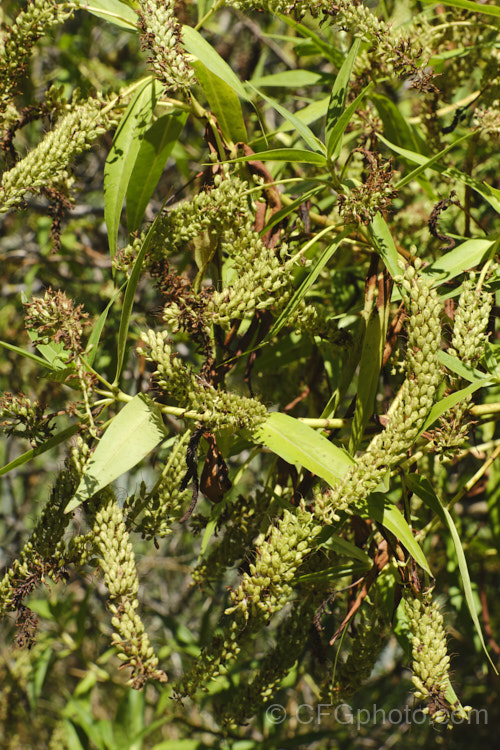 Koromiko (<i>Veronica salicifolia [syn. Hebe salicifolia]), a large evergreen shrub native to New Zealand, where it occurs throughout the South Island and Stewart Island The main flowering period is early summer, but in a mild climate the plant has flowerheads for much of the year. It can grow to as much as 45m high and wide but is easily kept trimmed to a much smaller size