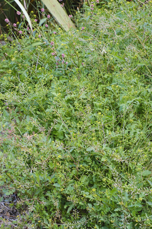 Creeping Yellow Cress or Yellow Fieldcress (<i>Rorippa sylvestris</i>), a spreading perennial, usually short-lived, that can grow to 70cm high and wide. Originally a Eurasian native, it is now very widely naturalised and usually considered to be a minor weed. It thrives in damp areas.  Order: Brassicales, Family: Brassicaceae