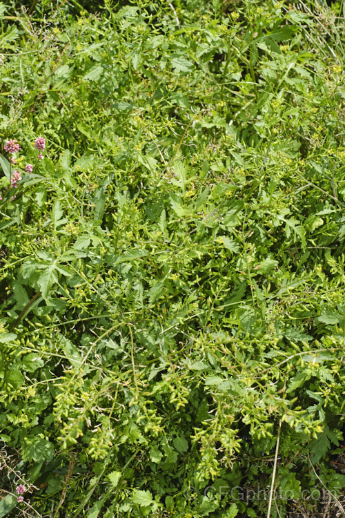 Creeping Yellow Cress or Yellow Fieldcress (<i>Rorippa sylvestris</i>), a spreading perennial, usually short-lived, that can grow to 70cm high and wide. Originally a Eurasian native, it is now very widely naturalised and usually considered to be a minor weed. It thrives in damp areas.  Order: Brassicales, Family: Brassicaceae