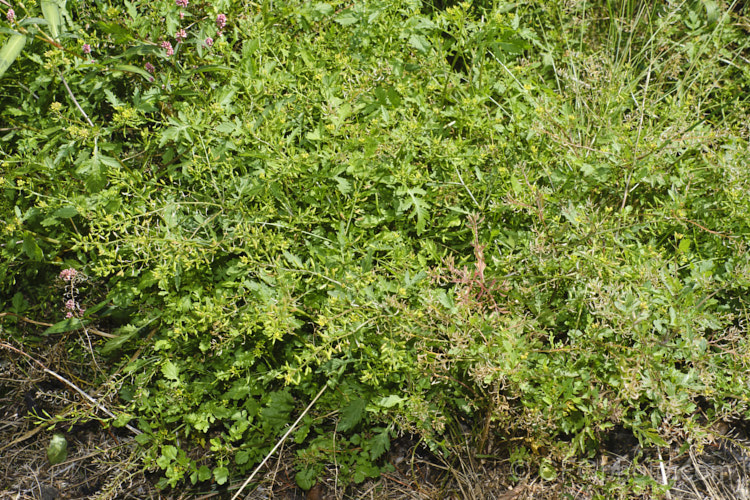 Creeping Yellow Cress or Yellow Fieldcress (<i>Rorippa sylvestris</i>), a spreading perennial, usually short-lived, that can grow to 70cm high and wide. Originally a Eurasian native, it is now very widely naturalised and usually considered to be a minor weed. It thrives in damp areas.  Order: Brassicales, Family: Brassicaceae