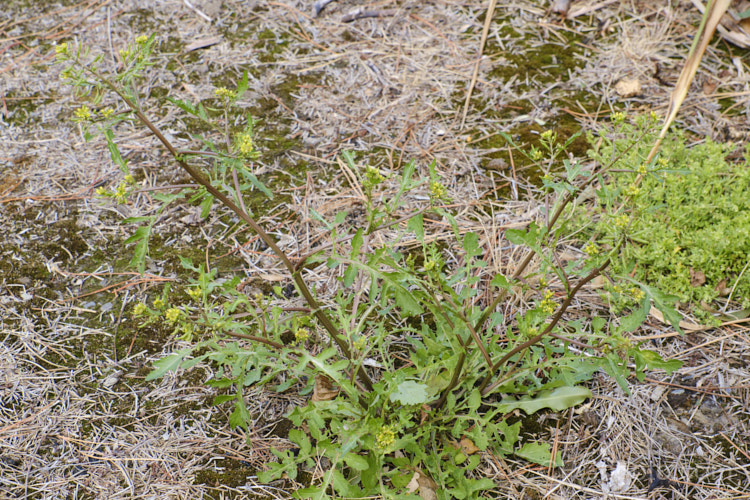 Creeping Yellow Cress or Yellow Fieldcress (<i>Rorippa sylvestris</i>), a spreading perennial, usually short-lived, that can grow to 70cm high and wide. Originally a Eurasian native, it is now very widely naturalised and usually considered to be a minor weed. It thrives in damp areas.  Order: Brassicales, Family: Brassicaceae
