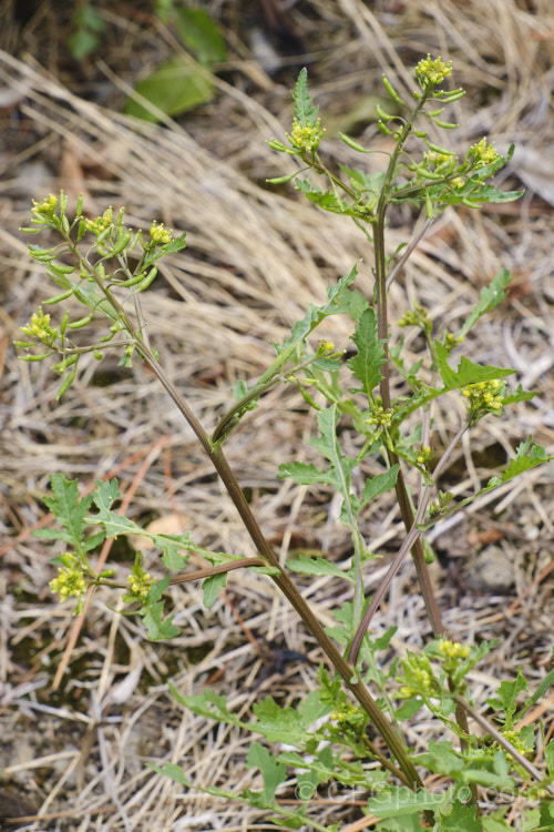 Creeping Yellow Cress or Yellow Fieldcress (<i>Rorippa sylvestris</i>), a spreading perennial, usually short-lived, that can grow to 70cm high and wide. Originally a Eurasian native, it is now very widely naturalised and usually considered to be a minor weed. It thrives in damp areas. Order: Brassicales, Family: Brassicaceae