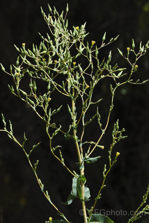 The flowerhead of New Zealand Sow Thistle or Puha (<i>Sonchus kirkii</i>), an annual soft thistle native to New Zealand Although widely considered to be a weed, its foliage was an important part of the Maori diet and in recent years the plant has become far less common. Its leaves are smooth edged, but have small, soft spines on the midrib, and are usually undivided on young plants.