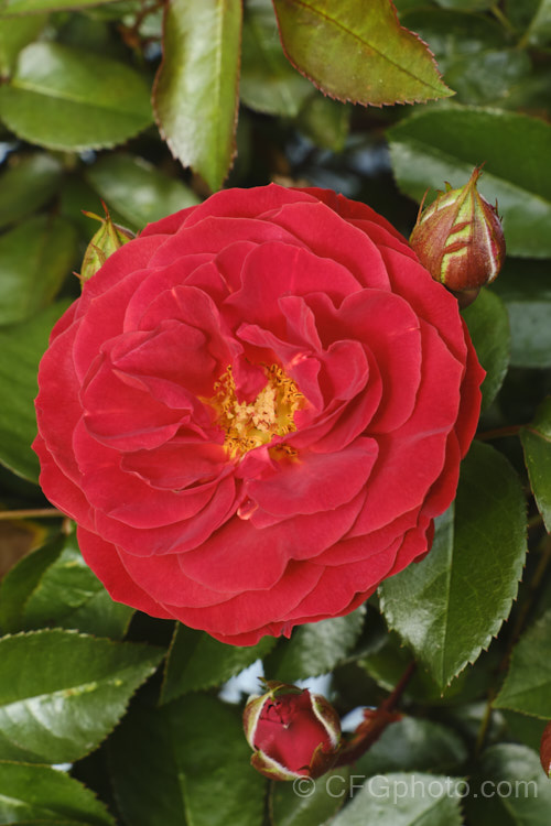 Rosa 'Color. Break' (syn 'Brown. Velvet' [''Mary Sumner' x 'Kapai']), a Cluster-flowered (<i>Floribunda</i>) bush rose raised by McGredy of New Zealand in 1983. These are late season flowers, which are not as distinctively coloured as the early summer blooms. Order: Rosales, Family: Rosaceae