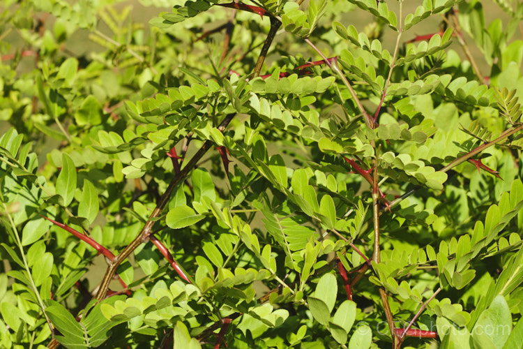 Honey. Locust (<i>Gleditsia triacanthos</i>), a thorny, deciduous, leguminous tree from central and eastern North America. It has lush deep green foliage that eventually turns yellow before falling in autumn. The tiny flowers develop into seed pods that contain an edible pulp and which are sometimes used as stock feed. The vicious thorns are bright red when young but soon age to brown. They occur not only on the branches, but may also sprout directly from the trunk. gleditsia-2289htm'>Gleditsia.