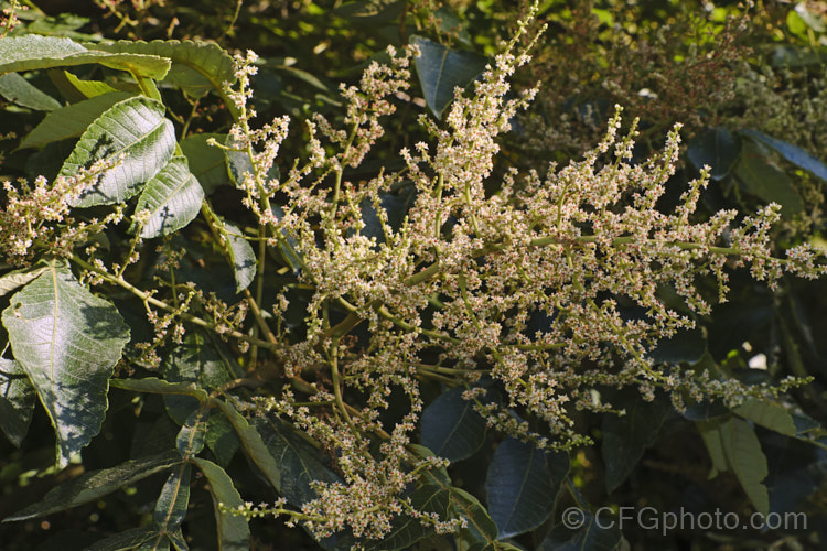 The flowers of the Chinese Sumac, Chinese Gall or Nutgall (<i>Rhus chinensis</i>), a deciduous suckering. Chinese shrub up to 7m tall and nearly as wide, with multiple stems making a thicket. The sprays of greenish white flowers appear in autumn and are followed by brilliant autumn foliage colour that lasts until the first heavy frosts. In its natural environment aphids cause galls to form and these are used in Chinese medicines. rhus-2719htm'>Rhus. <a href='anacardiaceae-plant-family-photoshtml'>Anacardiaceae</a>.