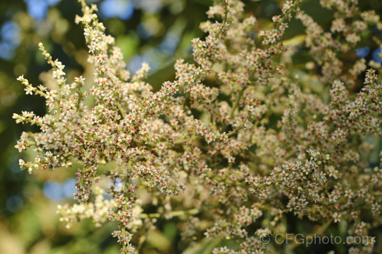 The flowers of the Chinese Sumac, Chinese Gall or Nutgall (<i>Rhus chinensis</i>), a deciduous suckering. Chinese shrub up to 7m tall and nearly as wide, with multiple stems making a thicket. The sprays of greenish white flowers appear in autumn and are followed by brilliant autumn foliage colour that lasts until the first heavy frosts. In its natural environment aphids cause galls to form and these are used in Chinese medicines. rhus-2719htm'>Rhus. <a href='anacardiaceae-plant-family-photoshtml'>Anacardiaceae</a>.