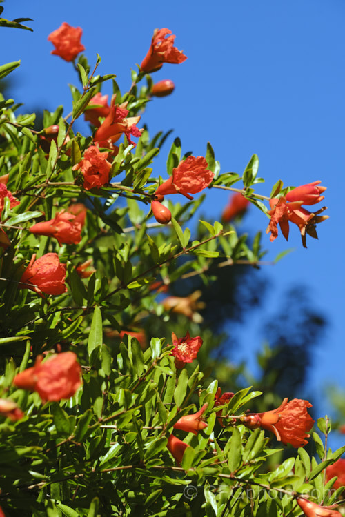 Pomegranate (<i>Punica granatum</i>), a summer- and autumn-flowering 2-6m tall shrub or small tree. The fruit needs warm summers to mature. punica-2768htm'>Punica. <a href='lythraceae-plant-family-photoshtml'>Lythraceae</a>.