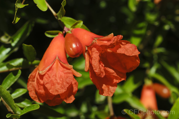 Pomegranate (<i>Punica granatum</i>), a summer- and autumn-flowering 2-6m tall shrub or small tree. The fruit needs warm summers to mature. punica-2768htm'>Punica. <a href='lythraceae-plant-family-photoshtml'>Lythraceae</a>.