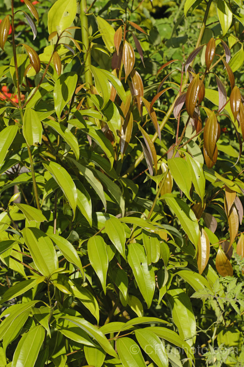 Indonesian Cinnamon, Padang Cassia or Cassia Cinnamon (<i>Cinnamomum burmannii</i>), an evergreen shrub or small tree to 7m tall, native to Indonesia and neighbouring parts of Southeast Asia cheaper grades of cinnamon are produced from these species, while top grade cinnamon comes from Cinnamomum verum. Order: Laurales, Family: Lauraceae