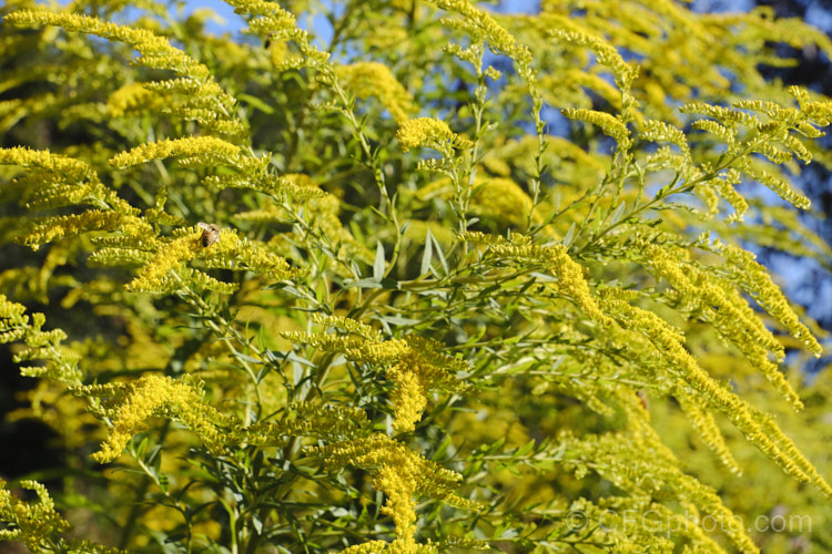 Goldenrod or Canada Goldenrod (<i>Solidago canadensis</i>), a 12-18m tall, late summer- to autumn-flowering herbaceous perennial native to North America where it occurs through much of the United States and well into Canada It naturalises freely and in some areas, particularly. China, it is considered a weed.