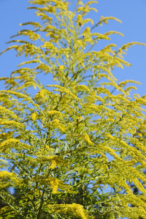 Goldenrod or Canada Goldenrod (<i>Solidago canadensis</i>), a 12-18m tall, late summer- to autumn-flowering herbaceous perennial native to North America where it occurs through much of the United States and well into Canada It naturalises freely and in some areas, particularly. China, it is considered a weed.