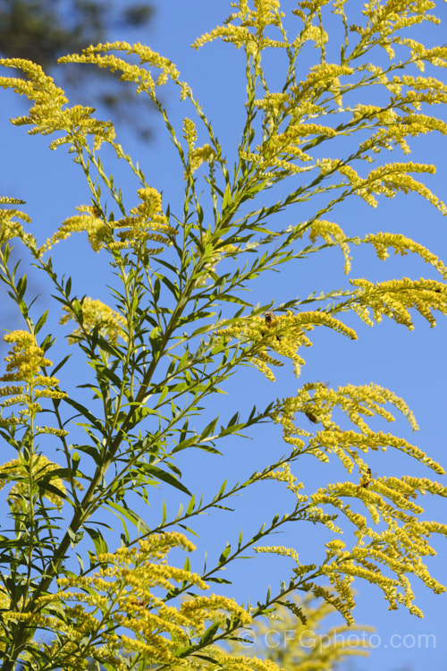 Goldenrod or Canada Goldenrod (<i>Solidago canadensis</i>), a 12-18m tall, late summer- to autumn-flowering herbaceous perennial native to North America where it occurs through much of the United States and well into Canada It naturalises freely and in some areas, particularly. China, it is considered a weed.