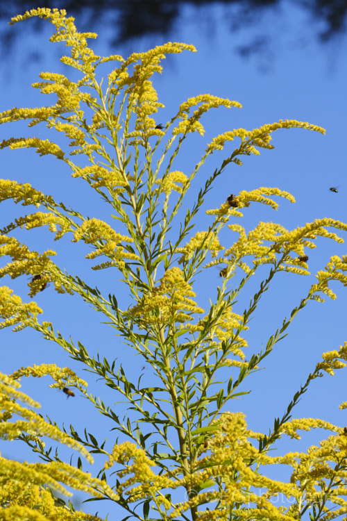 Goldenrod or Canada Goldenrod (<i>Solidago canadensis</i>), a 12-18m tall, late summer- to autumn-flowering herbaceous perennial native to North America where it occurs through much of the United States and well into Canada It naturalises freely and in some areas, particularly. China, it is considered a weed.