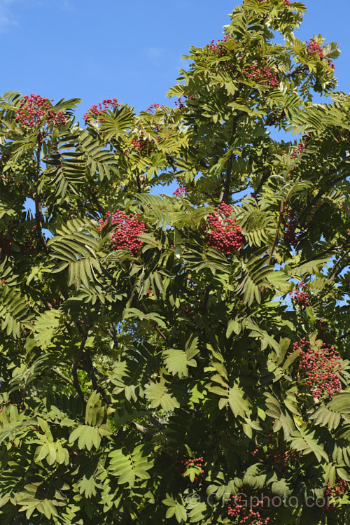 Chinese Rowan or Ladder. Rowan (<i>Sorbus scalaris</i>), a bushy, 3-7m tall, small tree native to the montane regions of Sichuan and Yunnan, China, where it occurs at elevations of 1600-3000m. Heads of tiny white flowers open in spring and are followed in late summer by fruits that range in colour from orange to dark red. sorbus-2143htm'>Sorbus.