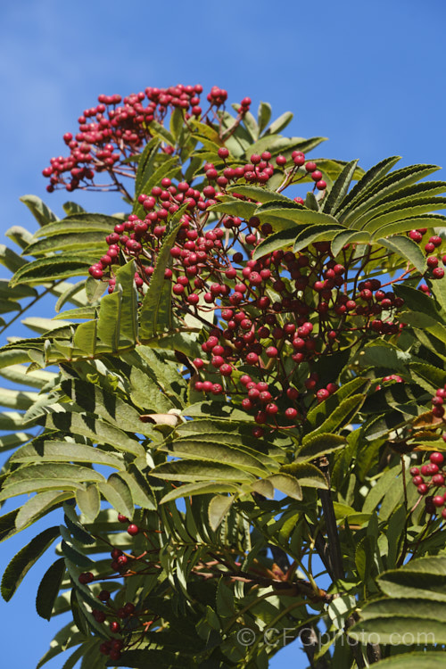 Chinese Rowan or Ladder. Rowan (<i>Sorbus scalaris</i>), a bushy, 3-7m tall, small tree native to the montane regions of Sichuan and Yunnan, China, where it occurs at elevations of 1600-3000m. Heads of tiny white flowers open in spring and are followed in late summer by fruits that range in colour from orange to dark red. sorbus-2143htm'>Sorbus.