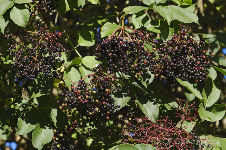 The mature fruit of the Elderberry (<i>Sambucus nigra</i>), a Eurasian deciduous shrub that often naturalises and can become a weed. Its flowers and fruit can be used for wine-making. Order: Dipsacales, Family: Adoxaceae