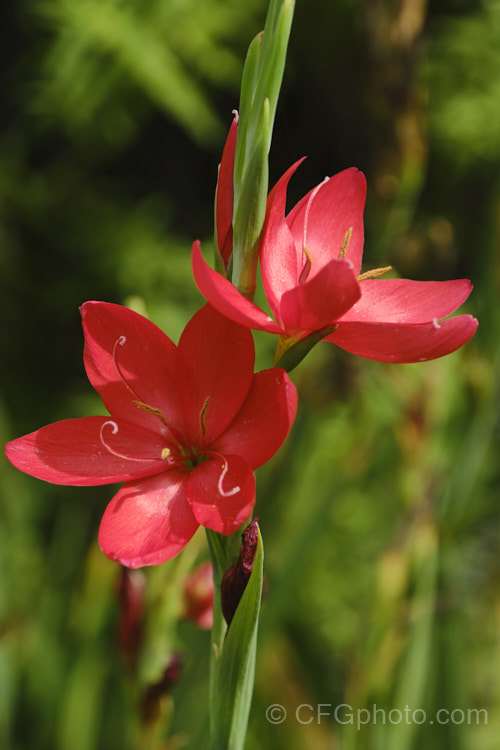 Kaffir. Lily (<i>Schizostylis coccinea</i>), an autumn-flowering southern African rhizomatous perennial that usually occurs in damp places, such as along the banks of watercourses. It has naturalised in farm drainage ditches in parts of New Zealand schizostylis-3292htm'>Schizostylis.