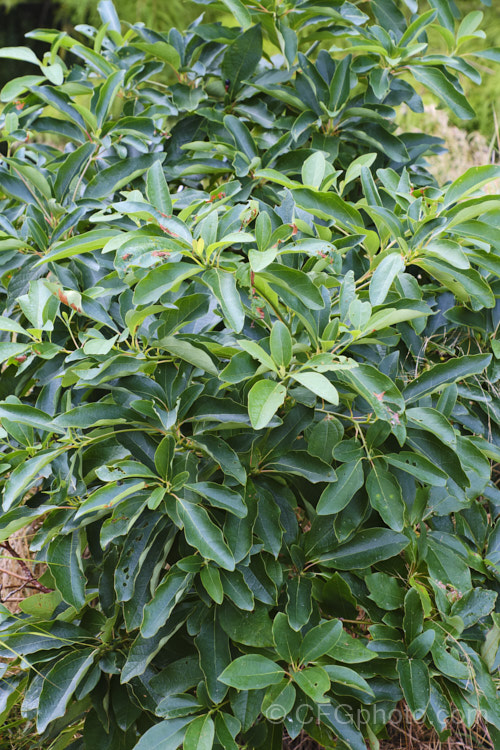 The late summer foliage of White Sassafras, Red Sassafras or Silky Sassafras (<i>Sassafras albidum</i>), a 15-20m tall, deciduous tree native that occurs naturally through much of the eastern half of the United States and the extreme south of Canada The foliage is variable and may be unlobed, as seen here, or have two or three lobes. Racemes of small yellow-green flowers appear before the foliage and are followed by small red-stemmed purple-black drupes. This plant often produces suckers and can form a thicket of stems. sassafras-3283htm'>Sassafras. <a href='lauraceae-plant-family-photoshtml'>Lauraceae</a>.