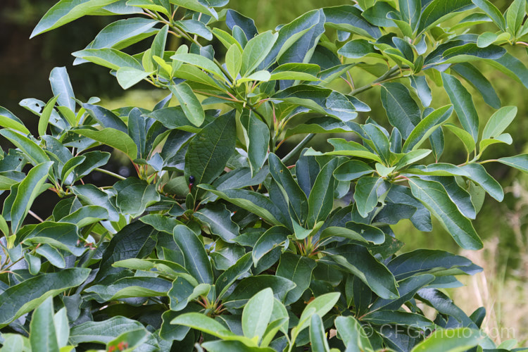 The late summer foliage of White Sassafras, Red Sassafras or Silky Sassafras (<i>Sassafras albidum</i>), a 15-20m tall, deciduous tree native that occurs naturally through much of the eastern half of the United States and the extreme south of Canada The foliage is variable and may be unlobed, as seen here, or have two or three lobes. Racemes of small yellow-green flowers appear before the foliage and are followed by small red-stemmed purple-black drupes. This plant often produces suckers and can form a thicket of stems. sassafras-3283htm'>Sassafras. <a href='lauraceae-plant-family-photoshtml'>Lauraceae</a>.