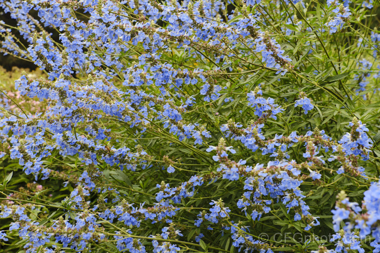 Salvia uliginosa, a vigorous, 2–25m tall, late summer- to autumn-flowering perennial from Brazil, Uruguay and Argentina. It is similar to the smaller, lighter-coloured and earlier flowering Salvia azurea. Order: Lamiales, Family: Lamiaceae