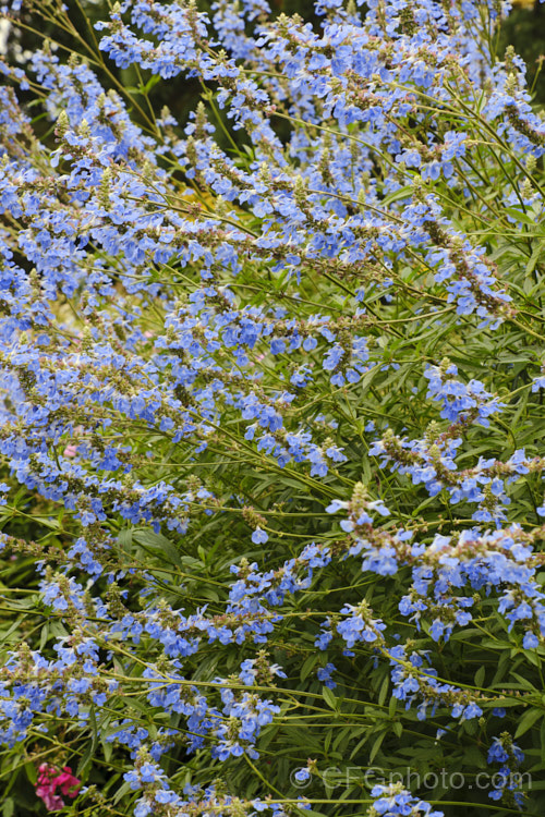 Salvia uliginosa, a vigorous, 2–25m tall, late summer- to autumn-flowering perennial from Brazil, Uruguay and Argentina. It is similar to the smaller, lighter-coloured and earlier flowering Salvia azurea. Order: Lamiales, Family: Lamiaceae