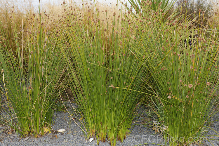Knobby Club Rush (<i>Ficinia nodosa [syns. Scirpus nodosus, Isolepis nodosa</i>), a perennial rush found around the coast of southern Australia, New Zealand and nearby islands. It grows to around 1m tall and flowers through most of the year. While mostly coastal, it can extend inland to elevations of 700m. Order: Poales, Family: Cyperaceae