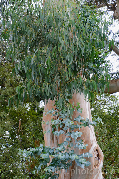 Eurabbie or Southern. Blue Gum (<i>Eucalyptus globulus subsp. bicostata</i>) with the sickle shaped foliage of a mature tree and the perfoliate style of foliage typical of the immature plant sprouting from the trunk. This fast-growing, large-leaved form of the Blue Gum (<i>Eucalyptus globulus</i>) is a 45-70m tall tree native to southeastern Australia including Tasmania. Blue Gum is sometimes grown as a timber tree but all too often the main use of this stately giant is as firewood. Order: Myrtales, Family: Myrtaceae
