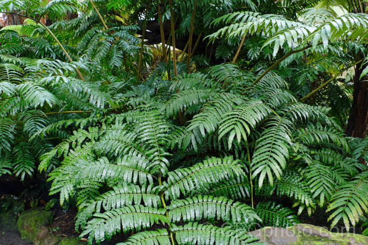 King Fern, Para or Potato Fern (<i>Ptisana salicina [syn. Marattia salicina]), a huge rhizomatous fern from Australasia and tropical Asia with edible rhizomes and fronds up to 36m long. ptisana-3681htm'>Ptisana. <a href='marattiaceae-plant-family-photoshtml'>Marattiaceae</a>.