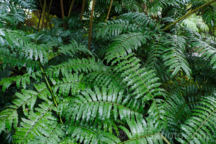 King Fern, Para or Potato Fern (<i>Marattia salicina [syn. Ptisana salicina]), a huge rhizomatous fern from Australasia and tropical Asia with edible rhizomes and fronds up to 36m long. ptisana-3681htm'>Ptisana. <a href='marattiaceae-plant-family-photoshtml'>Marattiaceae</a>.