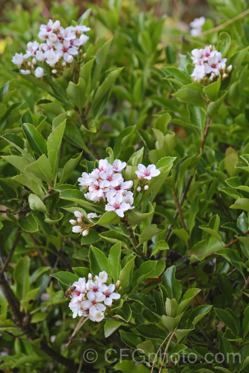 Rhaphiolepis indica 'Fergusonii', a compact cultivar of an evergreen shrub native to southern China 'Fergusonii' has small, white flowers with pink anthers. In a mild climate it can flower at any time, though mid-autumn to spring is the main blooming season