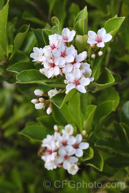 Rhaphiolepis indica 'Fergusonii', a compact cultivar of an evergreen shrub native to southern China 'Fergusonii' has small, white flowers with pink anthers. In a mild climate it can flower at any time, though mid-autumn to spring is the main blooming season