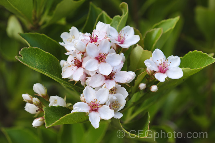 Rhaphiolepis indica 'Fergusonii', a compact cultivar of an evergreen shrub native to southern China 'Fergusonii' has small, white flowers with pink anthers. In a mild climate it can flower at any time, though mid-autumn to spring is the main blooming season