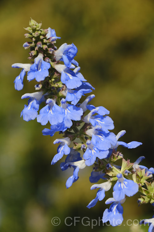 Salvia uliginosa, a vigorous, 2–25m tall, late summer- to autumn-flowering perennial from Brazil, Uruguay and Argentina. It is similar to the smaller, lighter-coloured and earlier flowering Salvia azurea. Order: Lamiales, Family: Lamiaceae