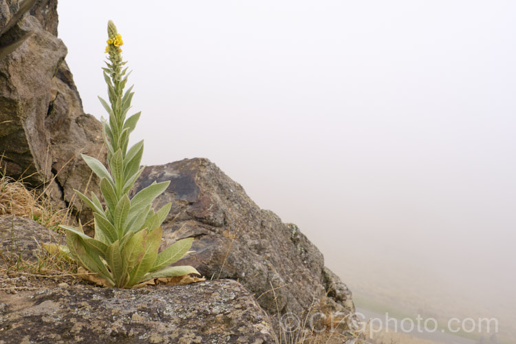 Aaron's Rod (<i>Verbascum thapsus</i>), a Eurasian biennial that in its second year develops a flower spike up to 2m tall It has become widely naturalised and is now considered a weed in many areas, though as it tends to thrive only on poor ground, it is usually tolerated. verbascum-3385htm'>Verbascum. <a href='scrophulariaceae-plant-family-photoshtml'>Scrophulariaceae</a>.