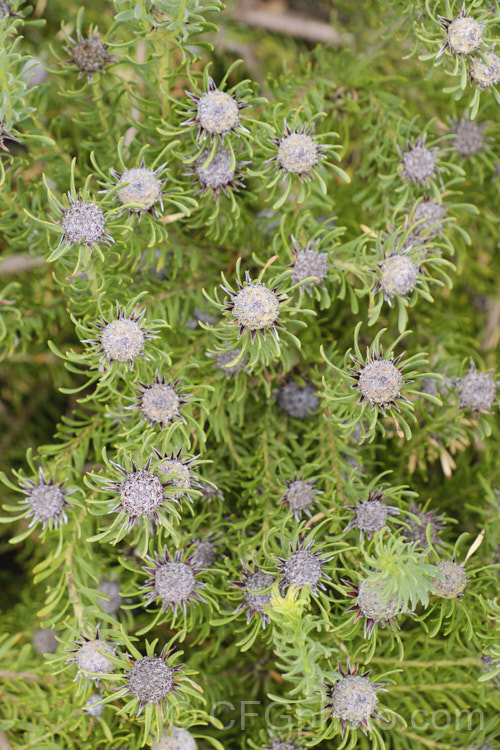 Hairless. Conebush (<i>Leucadendron galpinii</i>) with mature cones. This evergreen. South African shrub, unlike many leucadendrons, does not exhibit much foliage colour when the plant is in flower. However, the abundance of conspicuous yellow flowerheads and the seed cones that follow are features. leucadendron-2138htm'>Leucadendron.