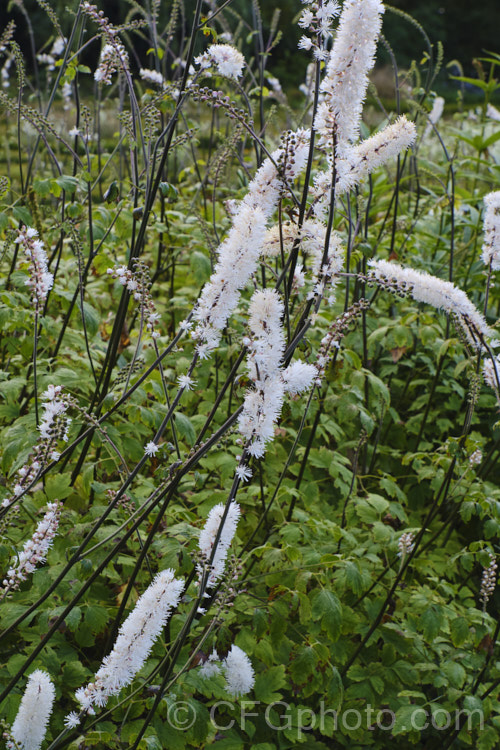 Kamchatka Bugbane (<i>Actaea simplex</i> [syn. <i>Cimicifuga simplex</i>]), a species of Bugbane found in Mongolia, eastern Russia and Japan. It is an autumn-flowering herbaceous perennial that grows 60cm-12m tall. Order: Ranunculales, Family: Ranunculaceae