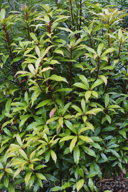 Brush Pepper. Bush (<i>Tasmannia insipida [syn. Drimys insipida]), an evergreen 1-3m high, eastern Australian shrub. The small, creamy white flowers open in spring and summer, and are slightly scented. Peppery blackish purple fruit follow. tasmannia-3349htm'>Tasmannia. <a href='winteraceae-plant-family-photoshtml'>Winteraceae</a>.