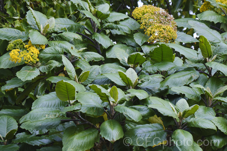 Senecio grandifolius (syn. Telanthophora grandifolia</i>), an evergreen shrub native to Mexico and Central America. It can grow to 5m high and wide, with leaves to 55cm long. Autumn to winter is the main flowering season, but the heads of small yellow flowers may appear at any time. senecio-3303htm'>Senecio.