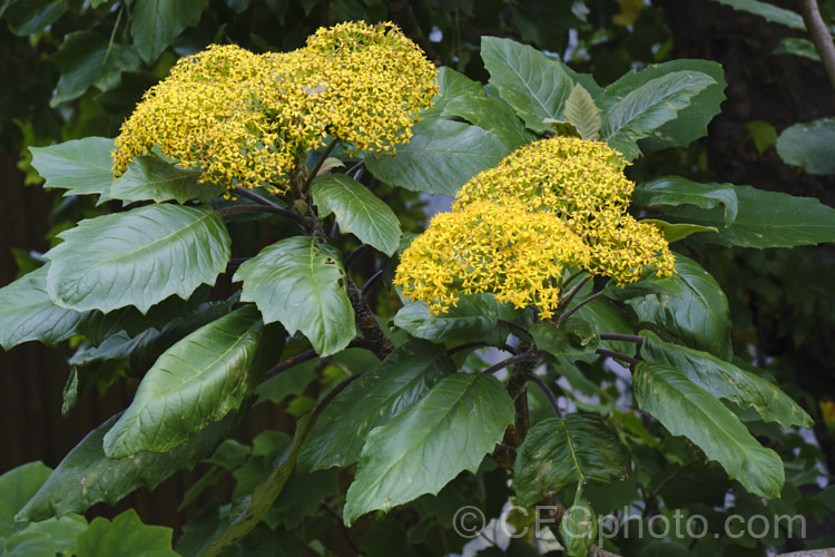 Senecio grandifolius (syn. Telanthophora grandifolia</i>), an evergreen shrub native to Mexico and Central America. It can grow to 5m high and wide, with leaves to 55cm long. Autumn to winter is the main flowering season, but the heads of small yellow flowers may appear at any time. senecio-3303htm'>Senecio.