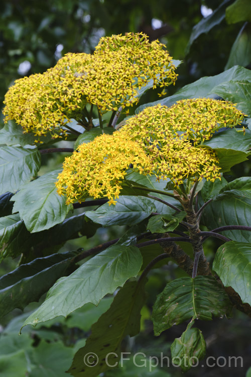 Senecio grandifolius (syn. Telanthophora grandifolia</i>), an evergreen shrub native to Mexico and Central America. It can grow to 5m high and wide, with leaves to 55cm long. Autumn to winter is the main flowering season, but the heads of small yellow flowers may appear at any time. senecio-3303htm'>Senecio.