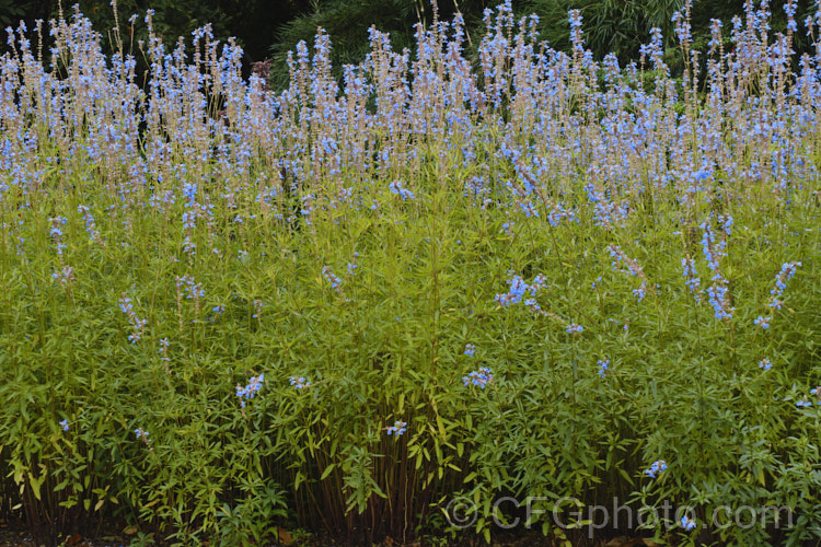 Salvia uliginosa, a vigorous, 2–25m tall, late summer- to autumn-flowering perennial from Brazil, Uruguay and Argentina. It is similar to the smaller, lighter-coloured and earlier flowering Salvia azurea. Order: Lamiales, Family: Lamiaceae