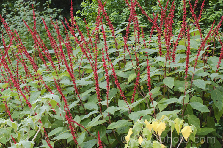 Salvia confertiflora, a very distinctive summer-flowering perennial sage from Brazil. It grows 1–2m tall with leaves up to 20cm long and flower spikes up to 30cm long. Order: Lamiales, Family: Lamiaceae
