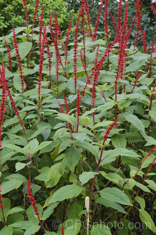 Salvia confertiflora, a very distinctive summer-flowering perennial sage from Brazil. It grows 1–2m tall with leaves up to 20cm long and flower spikes up to 30cm long. Order: Lamiales, Family: Lamiaceae