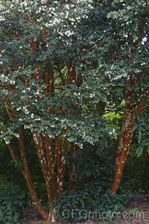 Luma (<i>Amomyrtus luma [syns. Myrtus luma, Luma apiculata]), an evergreen shrub or tree up to 20m tall. The scented flowers are followed by small, edible black berries. Native to Chile and Argentina. Order: Myrtales, Family: Myrtaceae