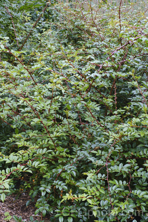 Rosa longicuspis, a dense, spreading, fragrant, white-flowered rose species native to China. Its is notable for its bright red thorns, which can be quite showy. It can be trained against support as a rambler and is near-evergreen in mild climates. Order: Rosales, Family: Rosaceae