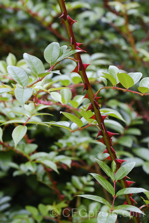 Rosa longicuspis, a dense, spreading, fragrant, white-flowered rose species native to China. Its is notable for its bright red thorns, which can be quite showy. It can be trained against support as a rambler and is near-evergreen in mild climates. Order: Rosales, Family: Rosaceae