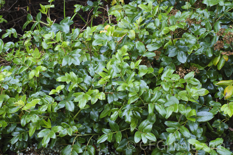 New Zealand Angelica (<i>Scandia rosiflora</i>), a spreading evergreen perennial or subshrub with glossy dark green foliage and sprays of small white flowers. It occurs naturally in coastal regions around Auckland but is not common in the wild. scandia-3288htm'>Scandia.